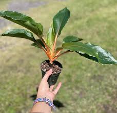 Image result for Chlorophytum