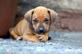 Why Does My Dog Lick His Paws American Kennel Club