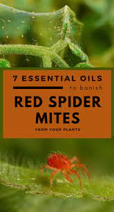 7 Essential Oils To Banish Red Spider Mites From Your Plants Spider Mites Pesticides For Plants Plant Bugs