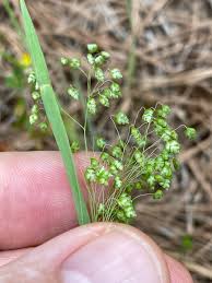 Image result for Briza minor