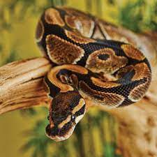 Price may vary by location. Ball Pythons For Sale Python Regius Petco