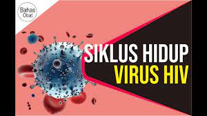 Hiv adalah singkatan dari human immuno deficiency virus. Siklus Hidup Virus Hiv Hiv Life Cycle Youtube
