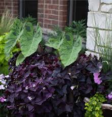 Shamrocks grow and bloom best in full sun, but will they will tolerate partial shade. Oxalis Plant Care Grow Shamrock Plant Growing Ornamental Oxalis