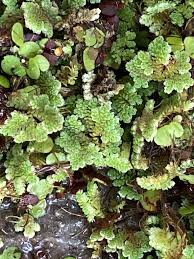 Image result for Azolla nilotica