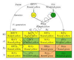 Set up a punnett square using the following information: Explain Following Explain Mendel S Dihybrid Ratio With The Help Of Any One Cross Science And Technology Shaalaa Com