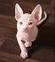 Sphinx Cats Funny Hairless Cats [Funny Pets]