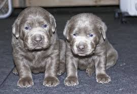 The english labrador retriever is about two inches shorter than the american lab. Labrador Puppies For Sale Silver Labs For Sale Dog Training Dog Boarding Serenity Ranch Kennels