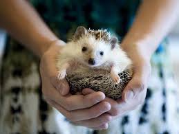 Maybe you would like to learn more about one of these? 10 Binatang Peliharaan Yang Out Of The Box Tentik