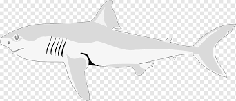 Gambar bunga adalah tempat terindah yang di berikan oleh sang maha kuasa kepada makhluknya. Hiu Macan Chondrichthyes Ikan Hiu Requiem Hiu Putih Mamalia Laut Mamalia Png Pngwing