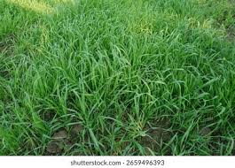 Image result for Lolium multiflorum