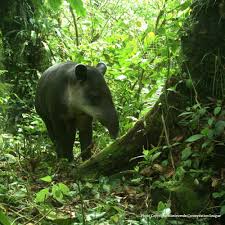 Save Unprotected Land Bordering Costa Rica S Rainforest Forest And Wildlife Rainforest Animal Rescue Site