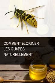 Astuces Eloigner Guepes Repousser Abeilles Maison Naturellement Comment Eloigner Les Guepes Guepe Naturelle