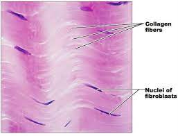 Tissue Anatomy And Physiology Study Notes
