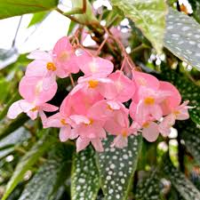 Image result for Begonia princeae