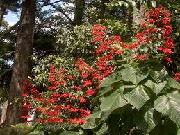 Image result for Clerodendrum fuscum