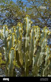 Image result for Euphorbia candelabrum