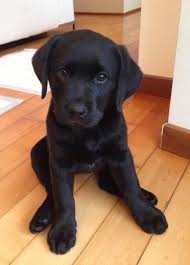 Black And Tan Labrador Retriever Pin By Laura Smith On La Dolce Vita Puppies Labrador Retriever Puppies Dogs