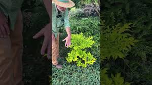 Image result for Congolanthus