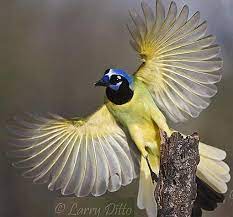 green jay bright clever corvid most beautiful birds birds beautiful birds