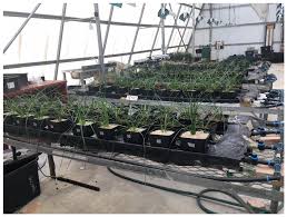 Image result for Kedrostis abdallai