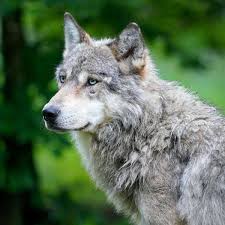 The gray wolf is one of the best known species of wolf and it has many subspecies in different colors and habitats. Hennef Blankenberg Wolf Soll Elf Schafe Getotet Haben Nicht Zu Spassen