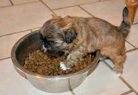 Once you've given your pup their food, you can practice gently giving your pup a pet while they eat or even picking up the food bowl once in the. Puppy Development Milestones