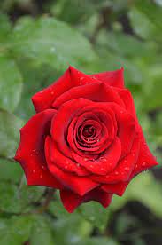 Find here flowers wallpapers, amazing pictures of the red, blue, white, pink, yellow roses, white flowers, weeding flowers and other amazing images of the flowers. Rose Red Rose Red Green Roses Garden Greens Romantic Beautiful Flowers Beauty Pikist
