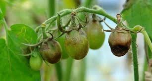 Biologische Mittel Gegen Mehltau Braunfaule Rost Und Sternrusstau Gartenschadlinge Sternrusstau Garten
