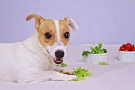 May 14, 2018 · but can dogs eat lettuce? Dogs And Lettuce Benefits For Dogs Safety And Risks