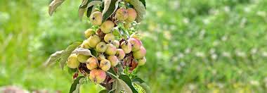 Mini obstbäume kaufen zwergobstbäume wachsen auf kleinstem raum topf & kübel geeignet. Obstbaume Im Kleinformat Tierwelt