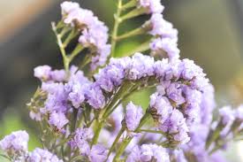 Kinds of flowers with name and picture. Dried Flowers Names And Photos Descriptions Of Species And Varieties Best Landscape Ideas
