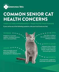 While wet food is more appealing and easier to eat for cats, it largely contributes to dental problems if they get stuck chewing dry food aids in scraping plaque and tartar off of your cat's teeth. Senior Cats Greencross Vets