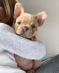 Unfortunately the huge increase in the popularity of french bulldogs has created opportunities for unethical breeders who are exploiting the breed and charging 10 000 for puppies. 290 Happy French Bulldog Ideas Bulldog French Bulldog Bulldog Puppies