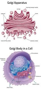By using this site you agree to the use of cookies. Golgi Bodies Golgi Complex Golgi Apparatus Ekul Education