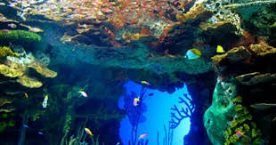 Georgia Aquarium Atlanta Georgia With Images Georgia Aquarium Aquarium Tickets Favorite Places