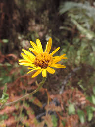 Image result for Anisopappus chinensis