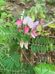 Image result for Tephrosia linearis