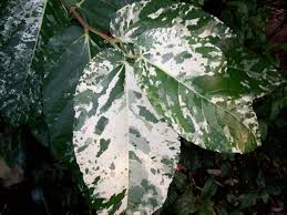 Image result for Fadogia variifolia