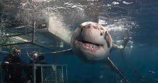 Located in the heart of port lincoln, this beach hotel is within 1 mi (2 km) of makybe diva statue and axel from cage diving with great whites in australia to snorkeling with whale sharks in mexico, here are the best places in the world to swim with sharks. Rodney Fox Expeditions Great White Shark Cage Diving South Australia