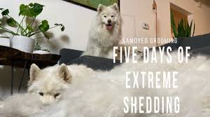 Their genetic footprint is nearer to wolves than different dog species. Do Samoyeds Shed Lots Shedding Guide Stop My Dog Shedding