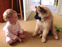 ● verified eurasier puppy classified ads. Breed Information