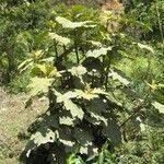 Image result for Solanum chrysotrichum