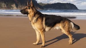 German shepherds are known to be a highly active and energetic breed. 6 Best Dog Food For German Shepherd Youtube