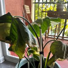 Image result for Ozoroa marginata
