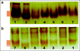 Image result for Corchorus saxatilis