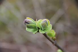 Make sure your device has the latest version of ios or ipados, or macos. Bud Break Blithewold