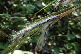 Image result for Andropogon gayanus