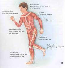 So if you're going for ah, a . Muscle Facts For Kids Human Body Muscles Muscular System For Kids Human Muscular System