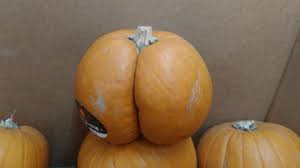 This thicc pumpkin. : r/funny