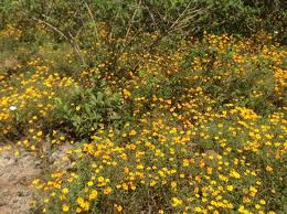 Image result for Cleistochlamys